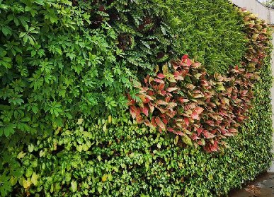 植物墻垂直綠化到底能改變什