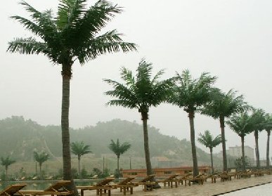 仿真椰子樹造景