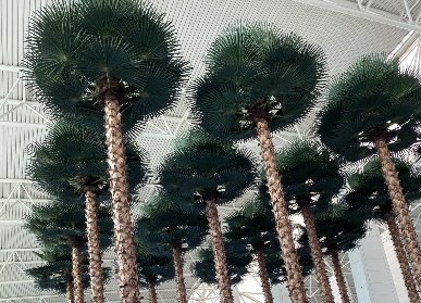 機場椰子樹景觀