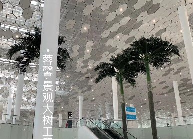 深圳機場仿真椰子樹