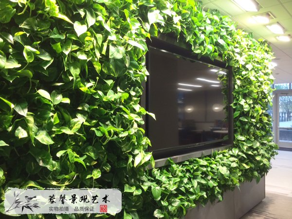 電視背景植物墻設計，綠蘿編織，緩解視疲勞