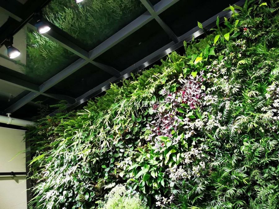 地下室植物墻，別墅室內垂直綠化景觀